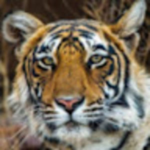 Meet your Posher, Lea